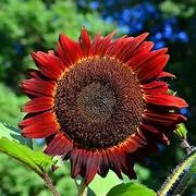 Red Sunflower Seeds | Tall Red Surajmukhi Flower Seeds | Best For Home Garden & Terrace